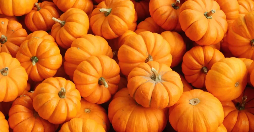 zucca proprietà